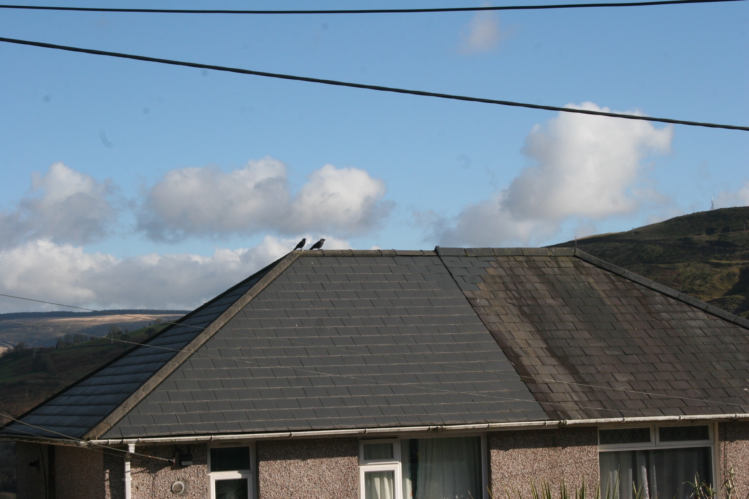 Jackdaws on a rood with no chimneys